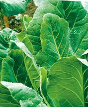 ファンケルの本搾り青汁ベーシック