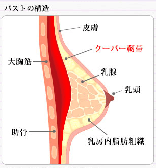 バストを支えるクーパー靭帯