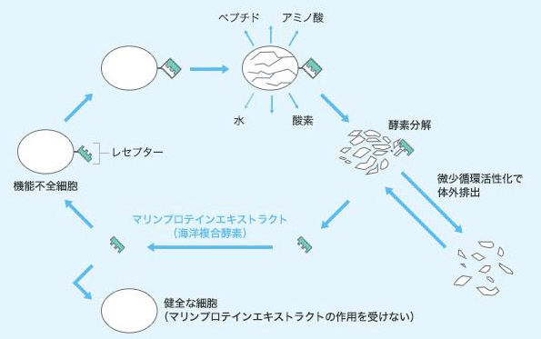ドクターズコスメ、メコゾームプレミアムローションプラス