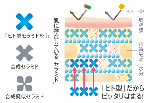「セラミド」と全く同じ構造