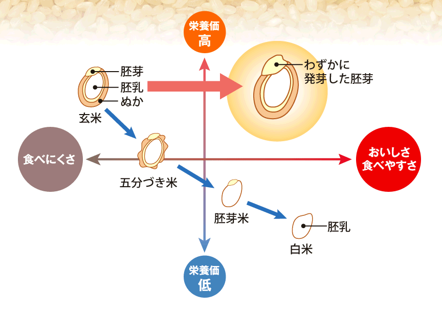 ファンケルの発芽米
