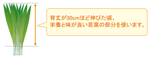 栄養たっぷり大麦若葉を使用