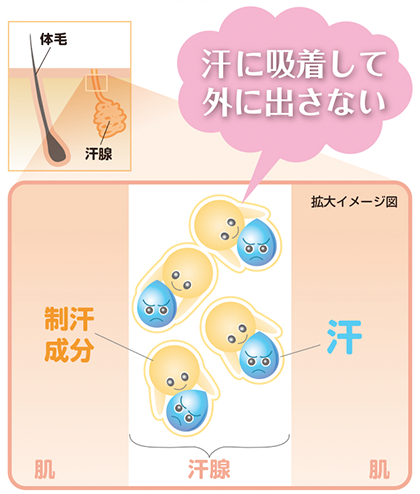 パラフェノールスルホン酸「お尻　汗」「胸　汗」「背中　汗」