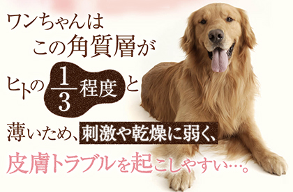 犬専用化粧水「アヴァンス」の効果と口コミ