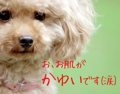 犬専用化粧水「アヴァンス」の効果と口コミ