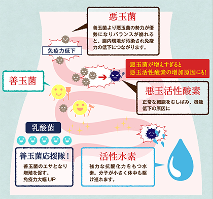 悪玉菌と活性酸素