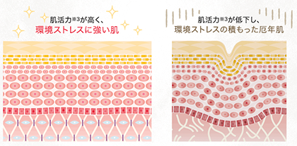 「ワリュー」が口コミで人気!その成分・効果は?