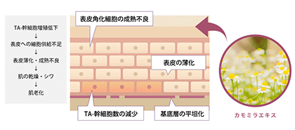 カモミラエキス