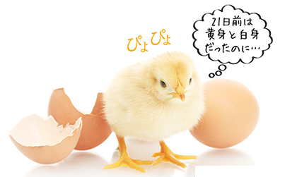 TVCMで話題!新成分iHA配合『タマゴサミン』の効果と口コミって?