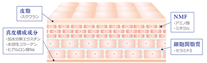 ラメラ構造って?