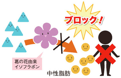 ① 脂肪を作らせない! / 葛の花 3大パワー