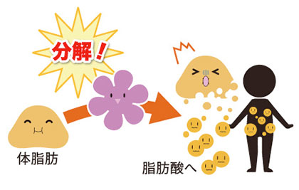 ② 今ある脂肪を分解する!! / 葛の花 3大パワー