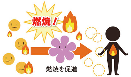 ③ 分解した脂肪を燃やす!!! / 葛の花 3大パワー