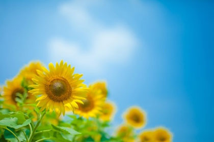 紫外線ダメージをケアする、PCリペアゲルWセラムを徹底紹介！