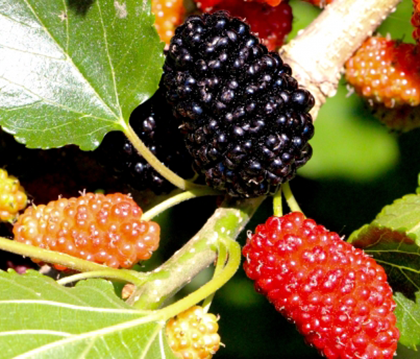 マルベリーって？効果は？