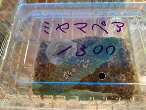 福島県田村市こどもの国「ムシムシランド」営業時間情報