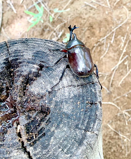 福島県田村市こどもの国「ムシムシランド」の中の様子