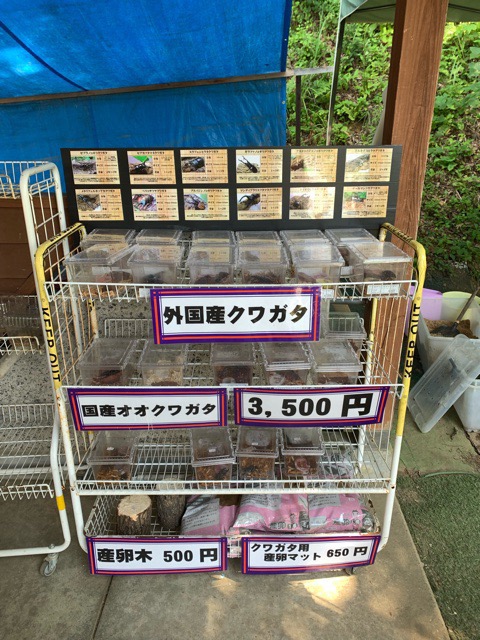 福島県田村市こどもの国「ムシムシランド」営業時間情報